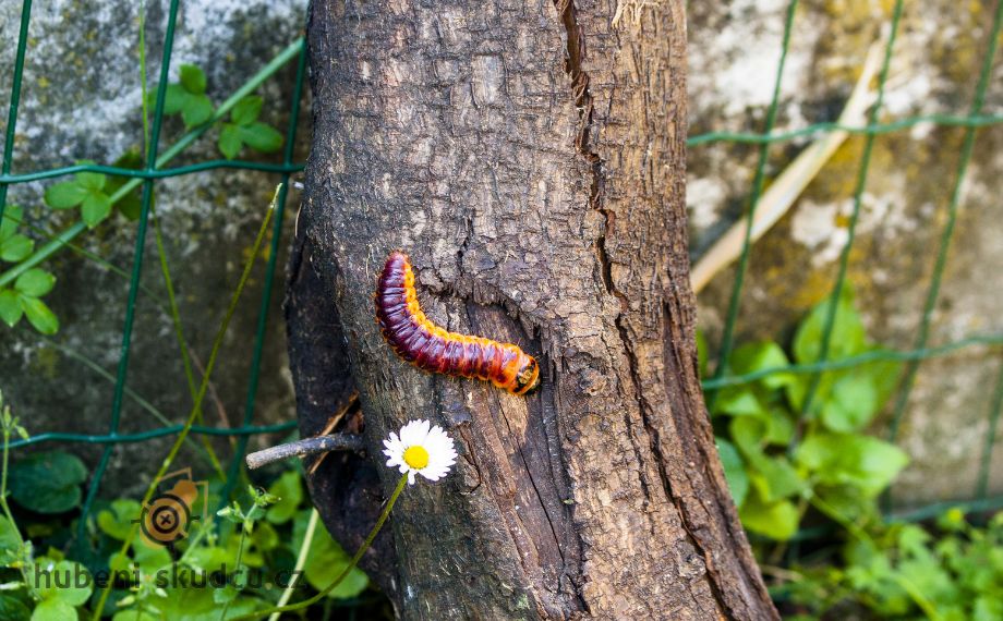 drvopleň - larva(3)